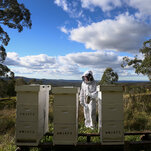 You are currently viewing To Save Its Honey Industry, Australia Is Killing Bees by the Millions