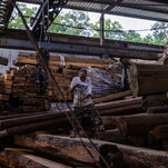 Read more about the article ‘Wood Is Life’: A Hong Kong Sawmill’s Last Days