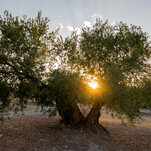 Read more about the article The Olive Oil Capital of the World, Parched