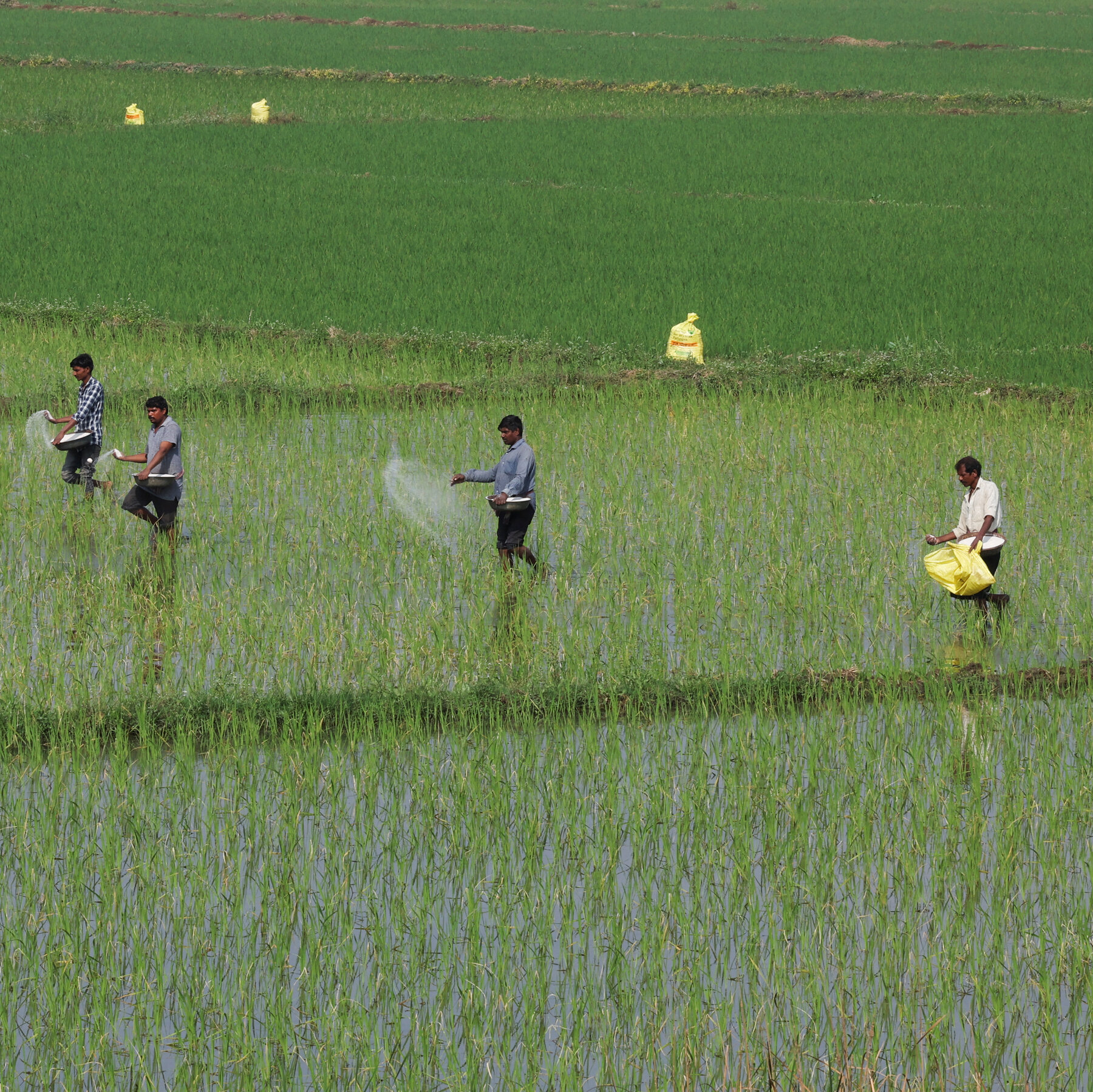 Read more about the article How War in the Middle East Could Sow Hunger