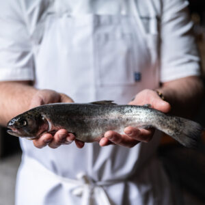 Read more about the article Monterey Bay Aquarium Seafood Watch Provide Sustainable Recommendations