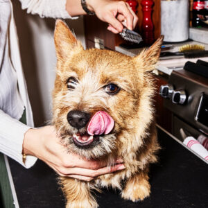 Read more about the article A $1,000 Dog Grooming Session? Blame the Wellness Industry.