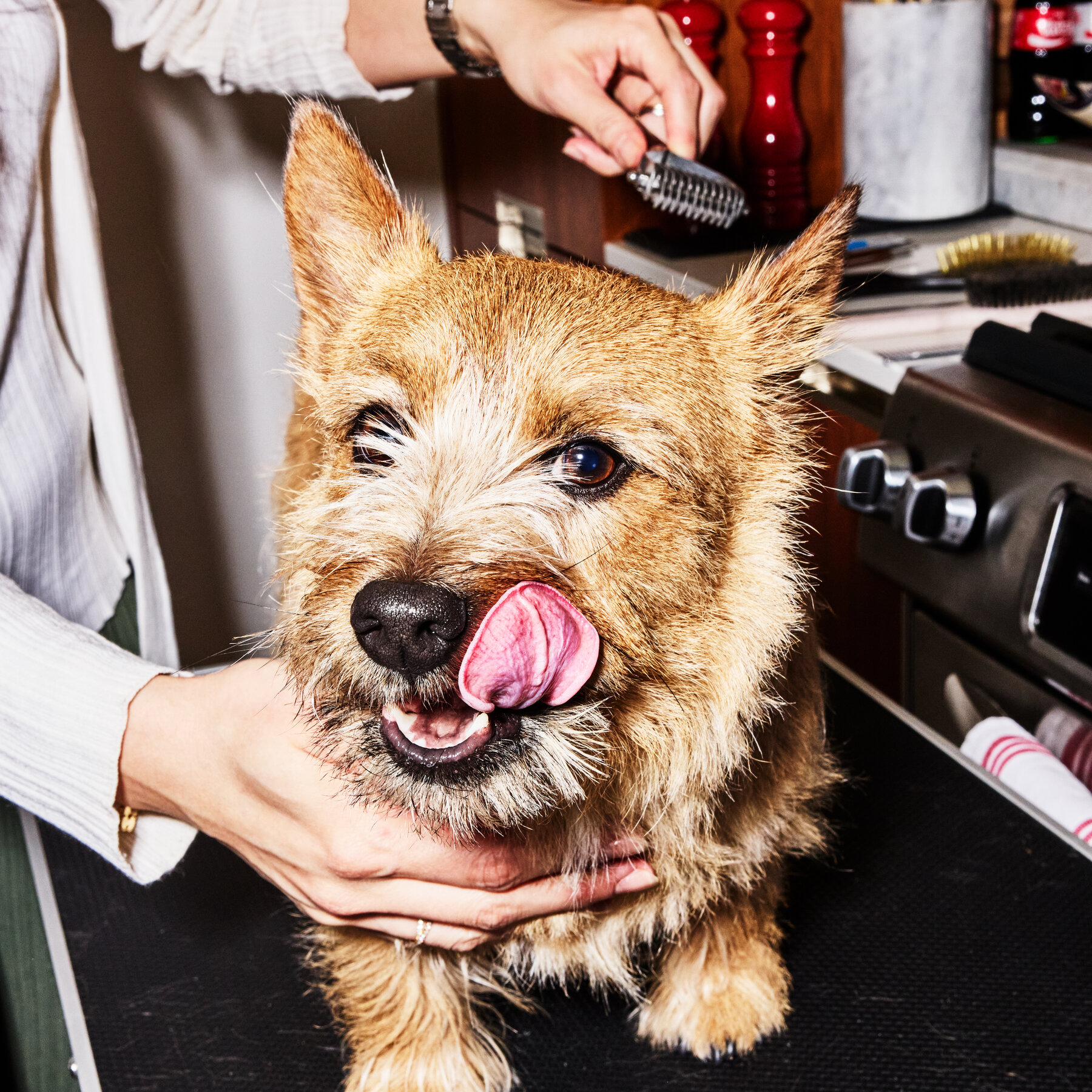You are currently viewing A $1,000 Dog Grooming Session? Blame the Wellness Industry.