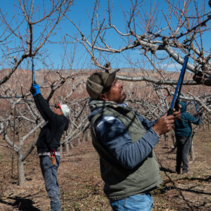 Read more about the article Trump Administration Turns to Migrant Workers to Help Farm Labor Shortage