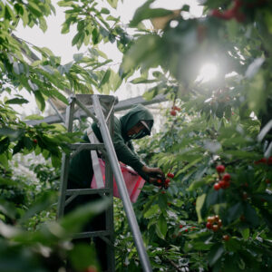 Read more about the article American Farms Rely More Than Ever on the Troubled H-2A Visa Program