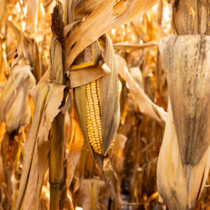 Read more about the article War Hangs Over American Farmers as Fertilizer Prices Rise