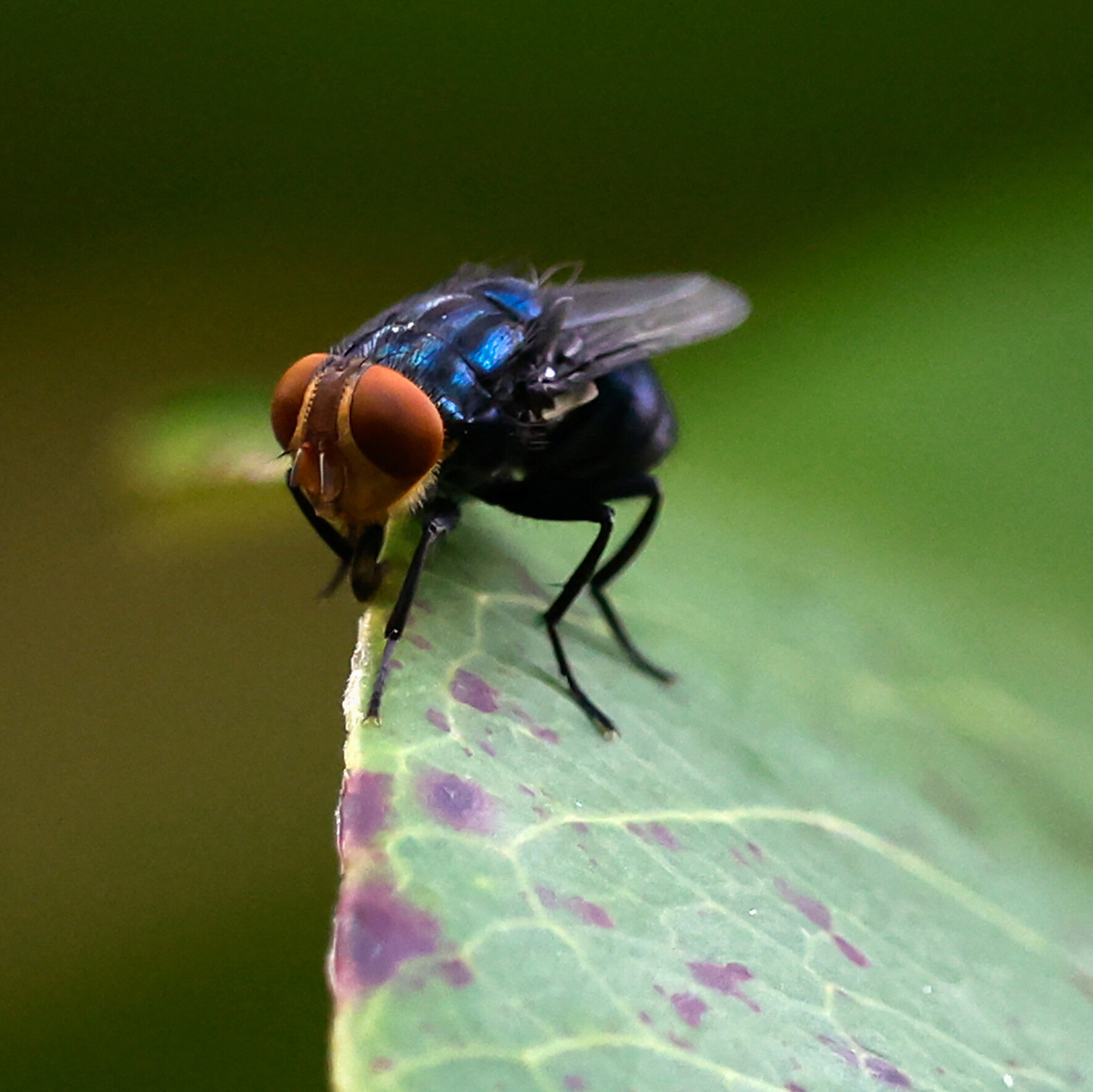 Read more about the article Flesh-Eating Pest Confirmed in U.S. Cattle