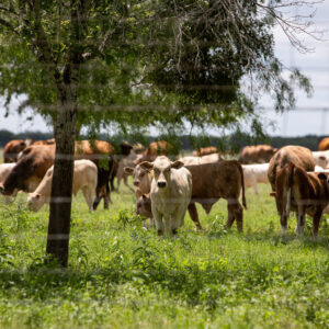 Read more about the article Screwworm Flies Add to Cattle Ranchers’ Woes