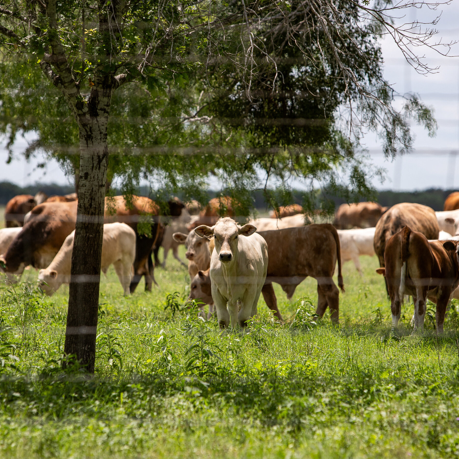 Read more about the article Screwworm Flies Add to Cattle Ranchers’ Woes