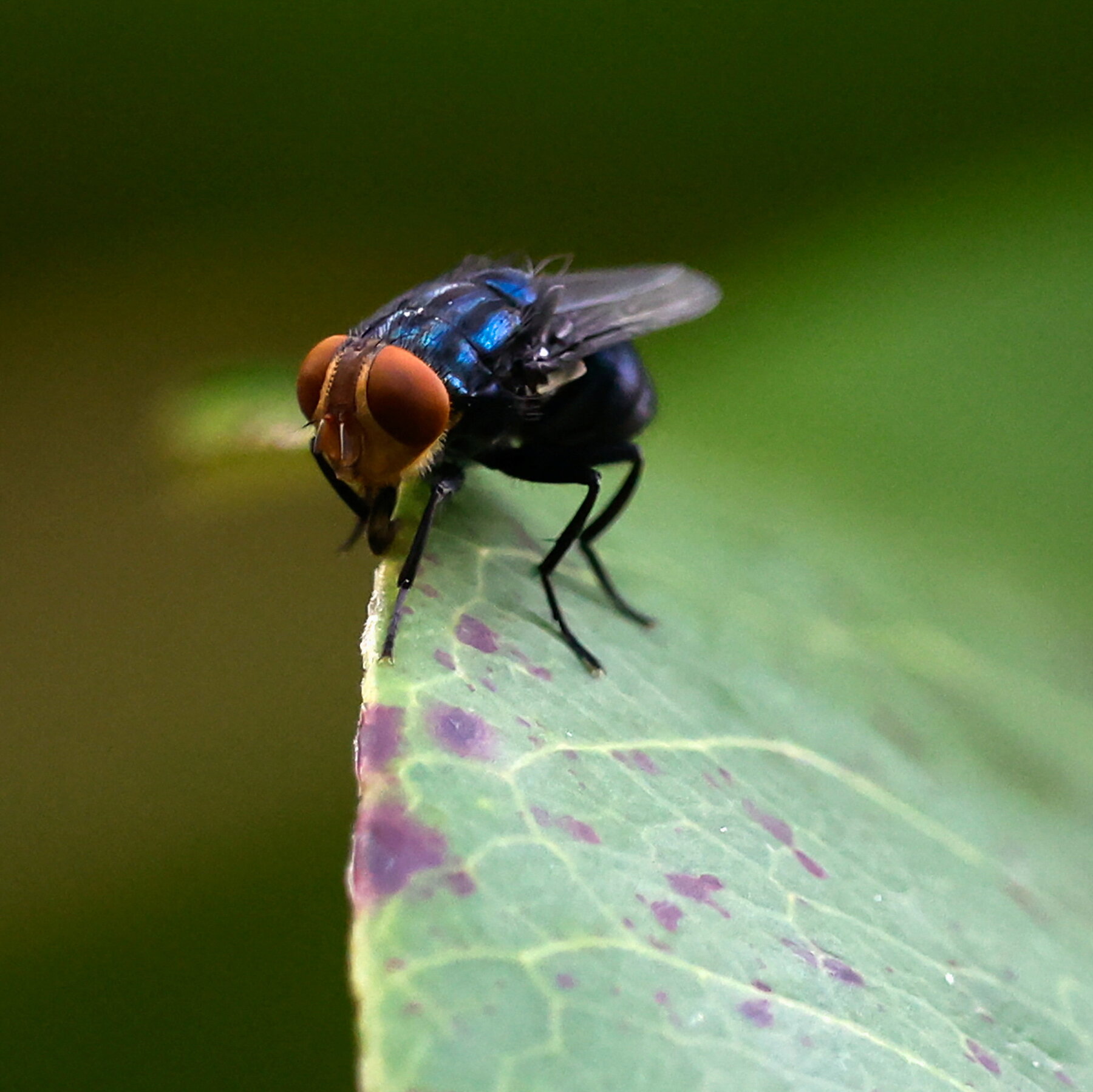 Read more about the article As Screwworm Cases Mount, U.S. Officials Ramp Up Response