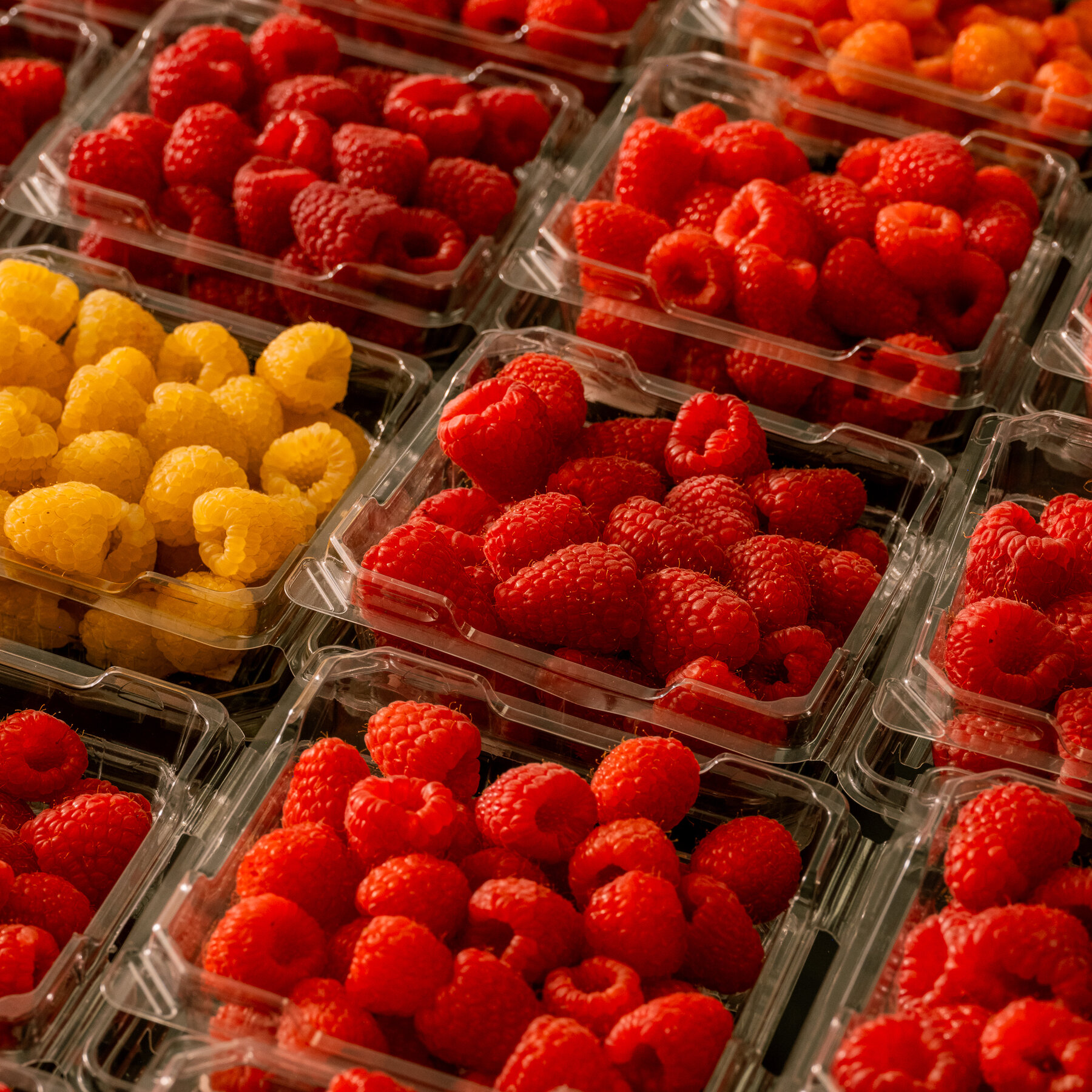 You are currently viewing Why Are Berries Everywhere, in Every Season? Driscoll’s.