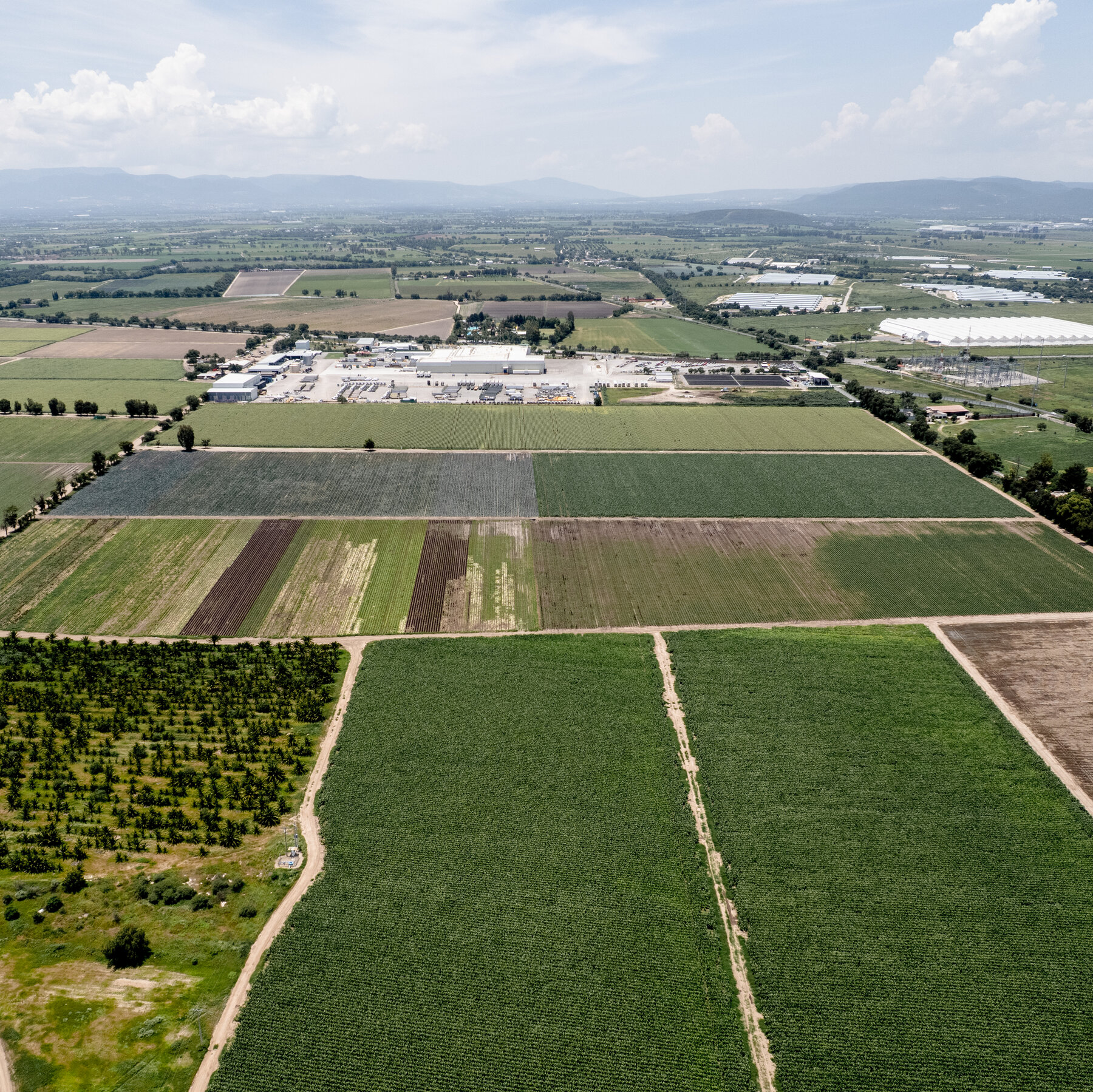 Read more about the article As Cyclospora Cases Climb, FDA Official Says Food Supply Is Safe