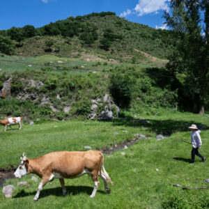 Read more about the article How Climate Change and Tariffs Help China Raise More Cattle