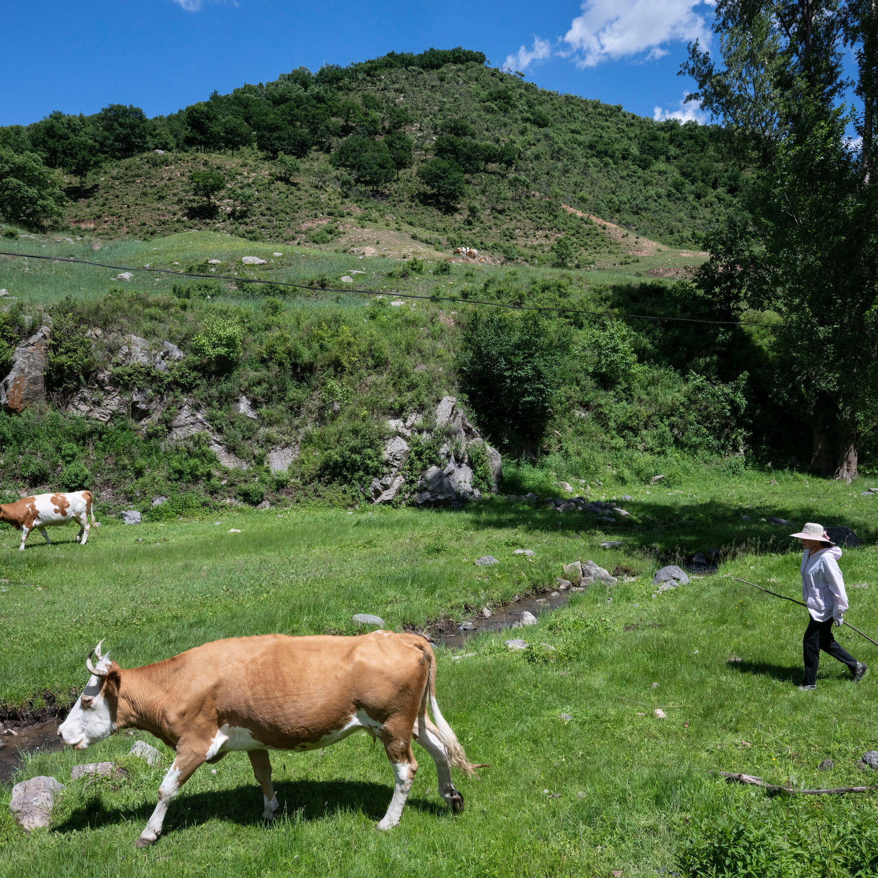 Read more about the article How Climate Change and Tariffs Help China Raise More Cattle