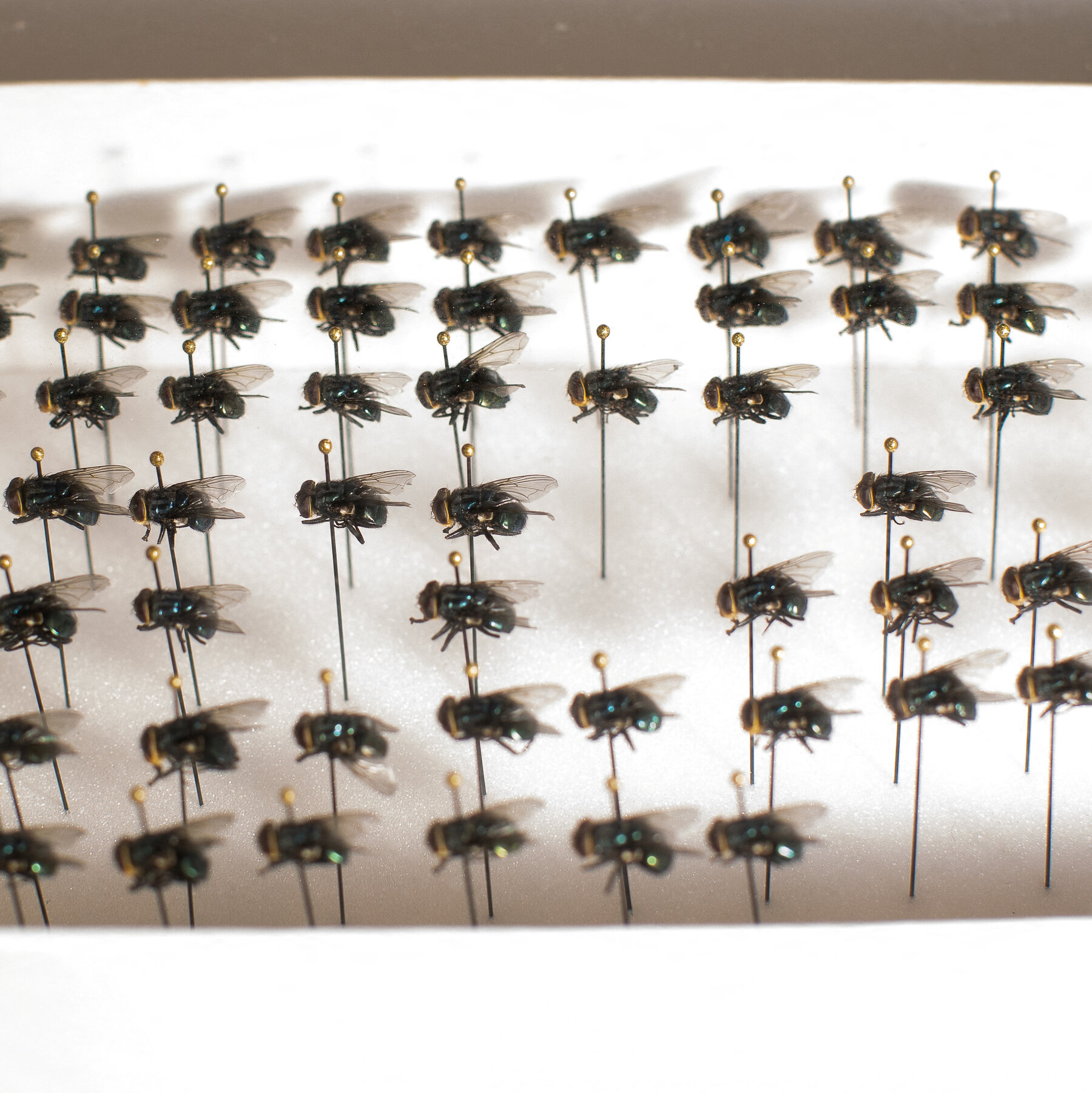 You are currently viewing Screwworm Flies Steer Clear of Agriculture Dept. Traps