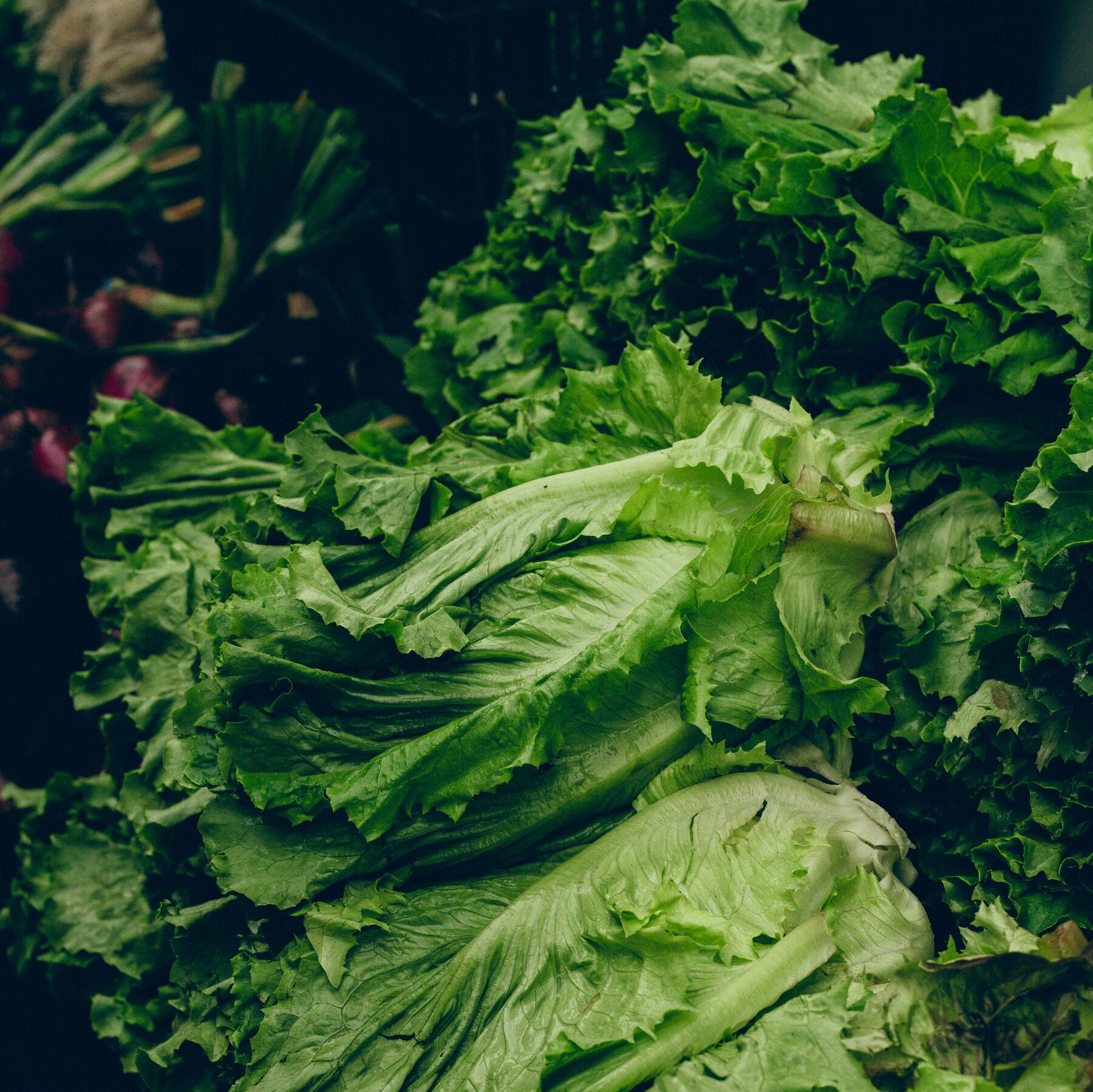 You are currently viewing Amid Cyclospora Outbreak, Demand for Locally Grown Lettuce Surges