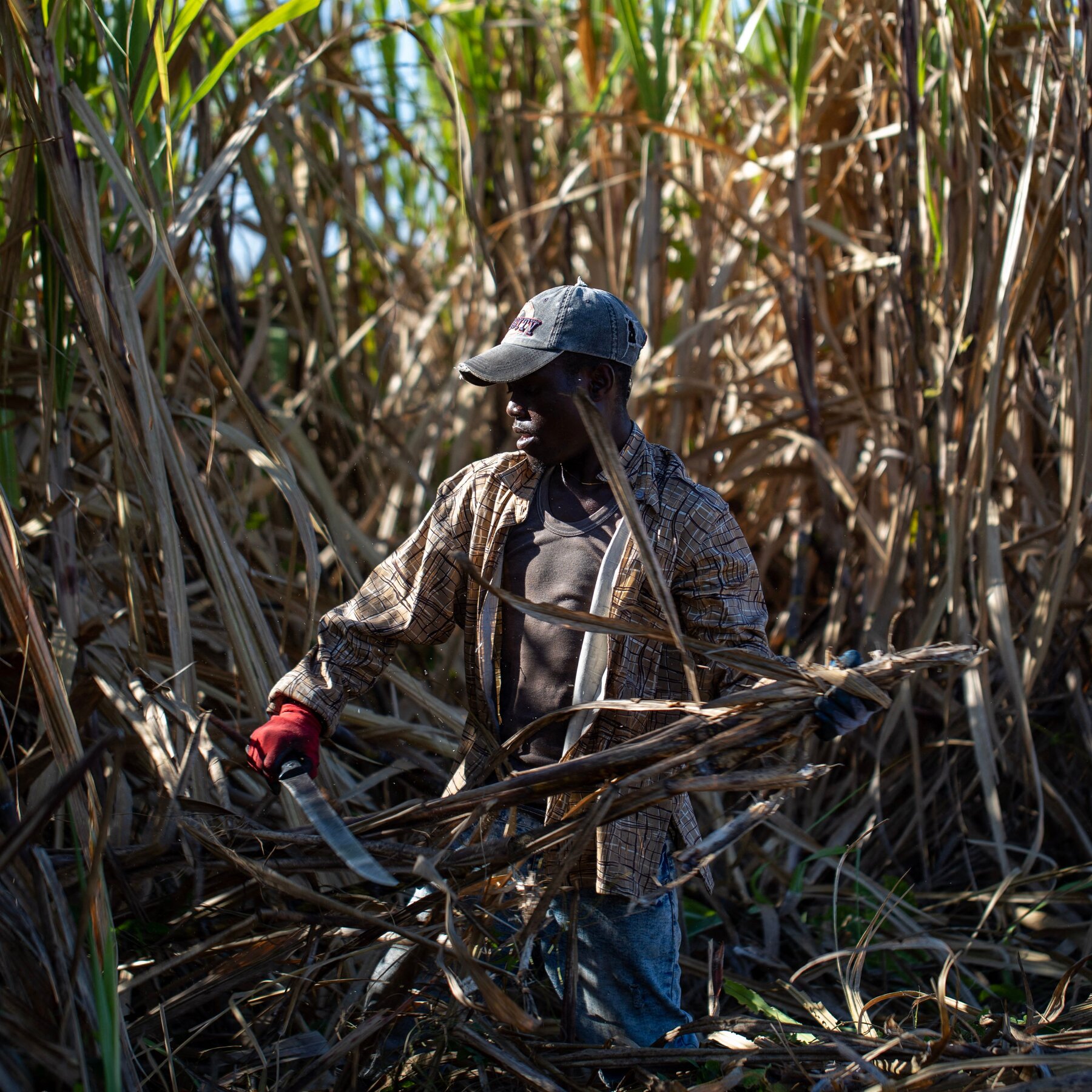 You are currently viewing Sugar Importer With Trump Ties Said to Maintain Abusive Labor Practices