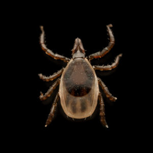 Read more about the article Can We Do Anything About Tick-Borne Diseases Like Alpha-Gal Syndrome?