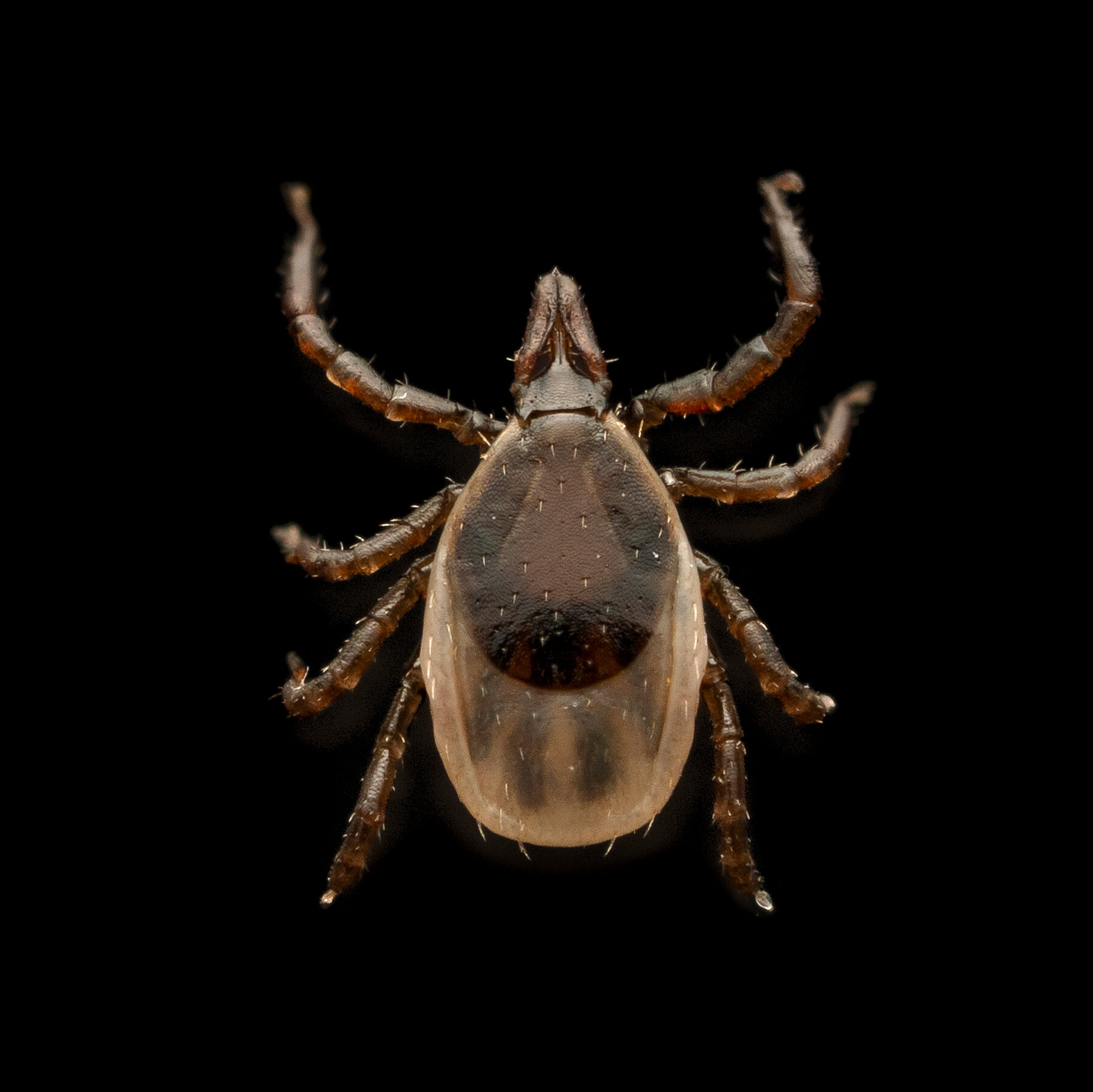 Read more about the article Can We Do Anything About Tick-Borne Diseases Like Alpha-Gal Syndrome?