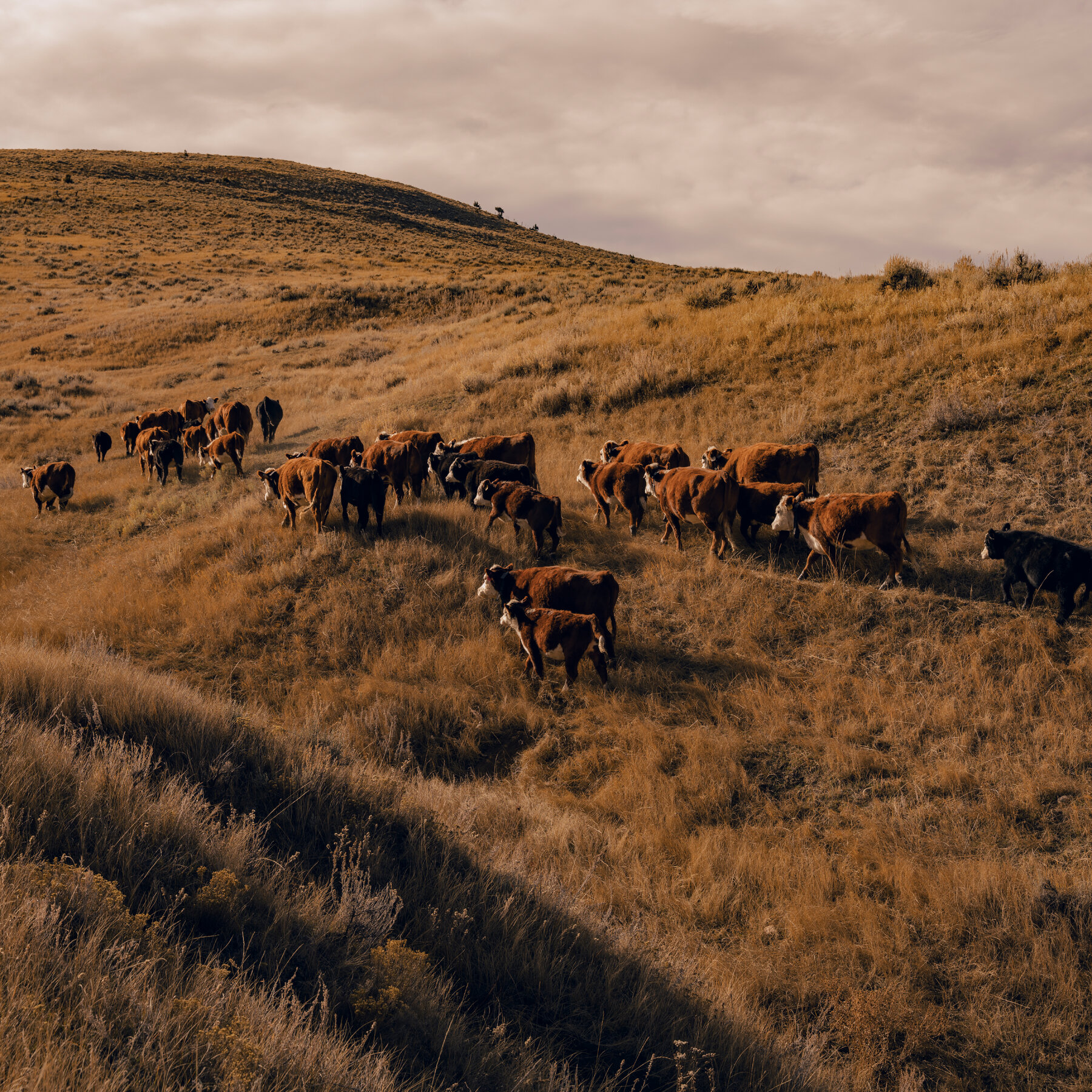 You are currently viewing Trump’s Tactics to Lower Beef Prices and Appease Ranchers Fall Short