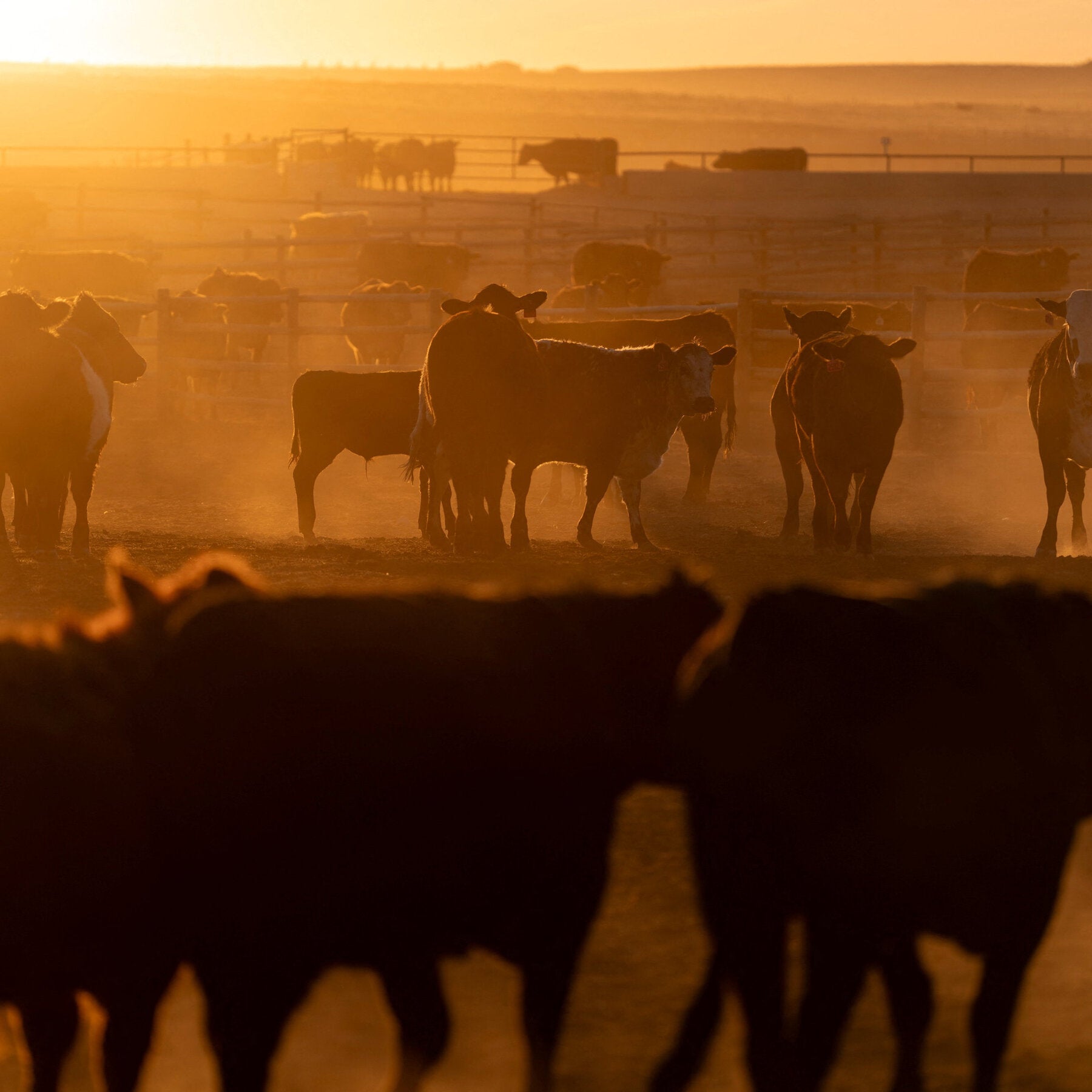 You are currently viewing ICE Raids in Beef Country Raise Fears of Higher Prices
