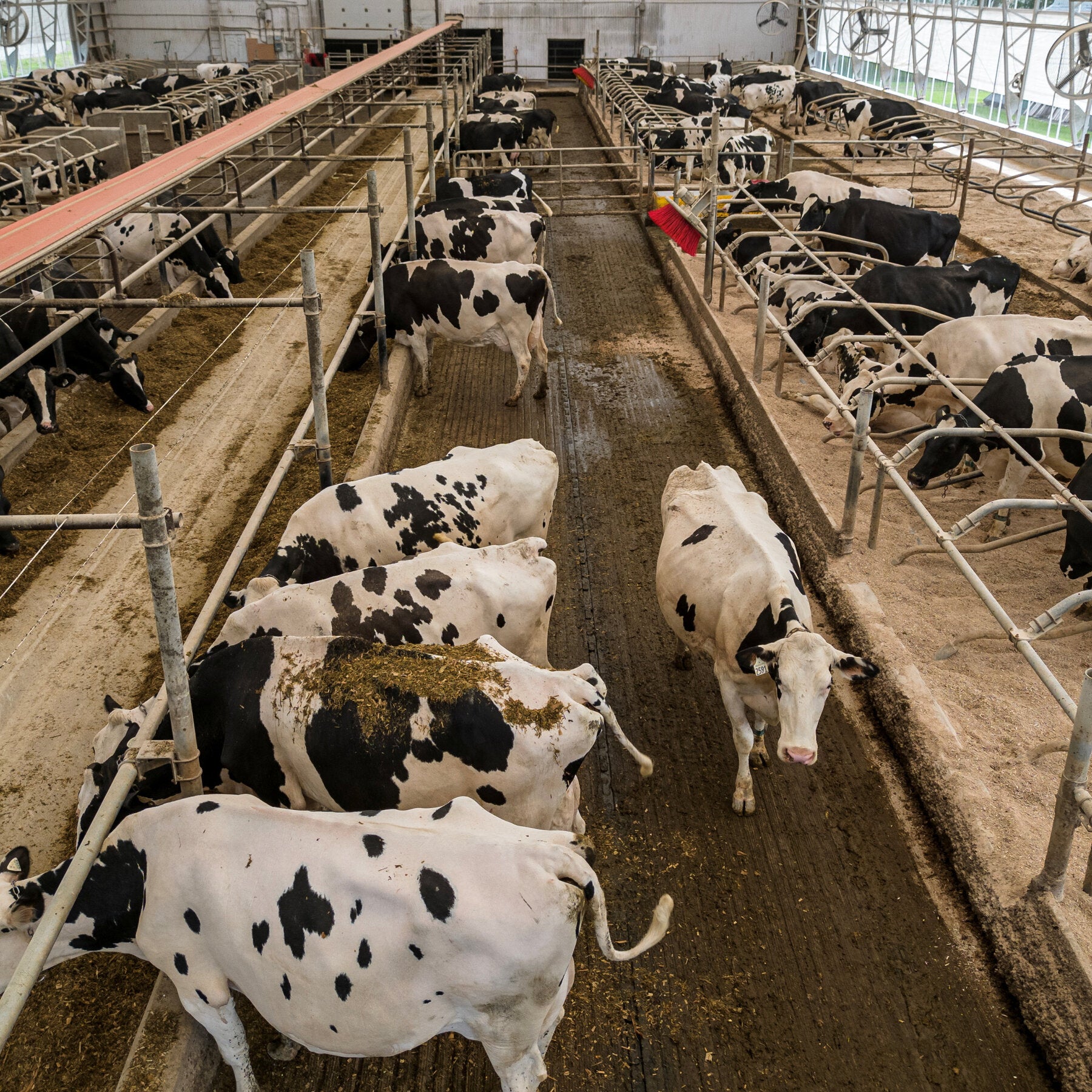 You are currently viewing US Hits Canada With Ban on Some Dairy and Liquor Products