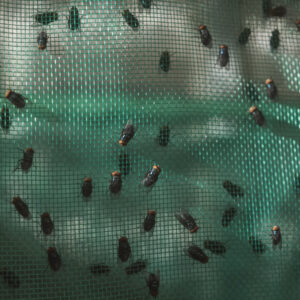 Read more about the article Inside the Fight Against a Flesh-Eating Fly in Mexico