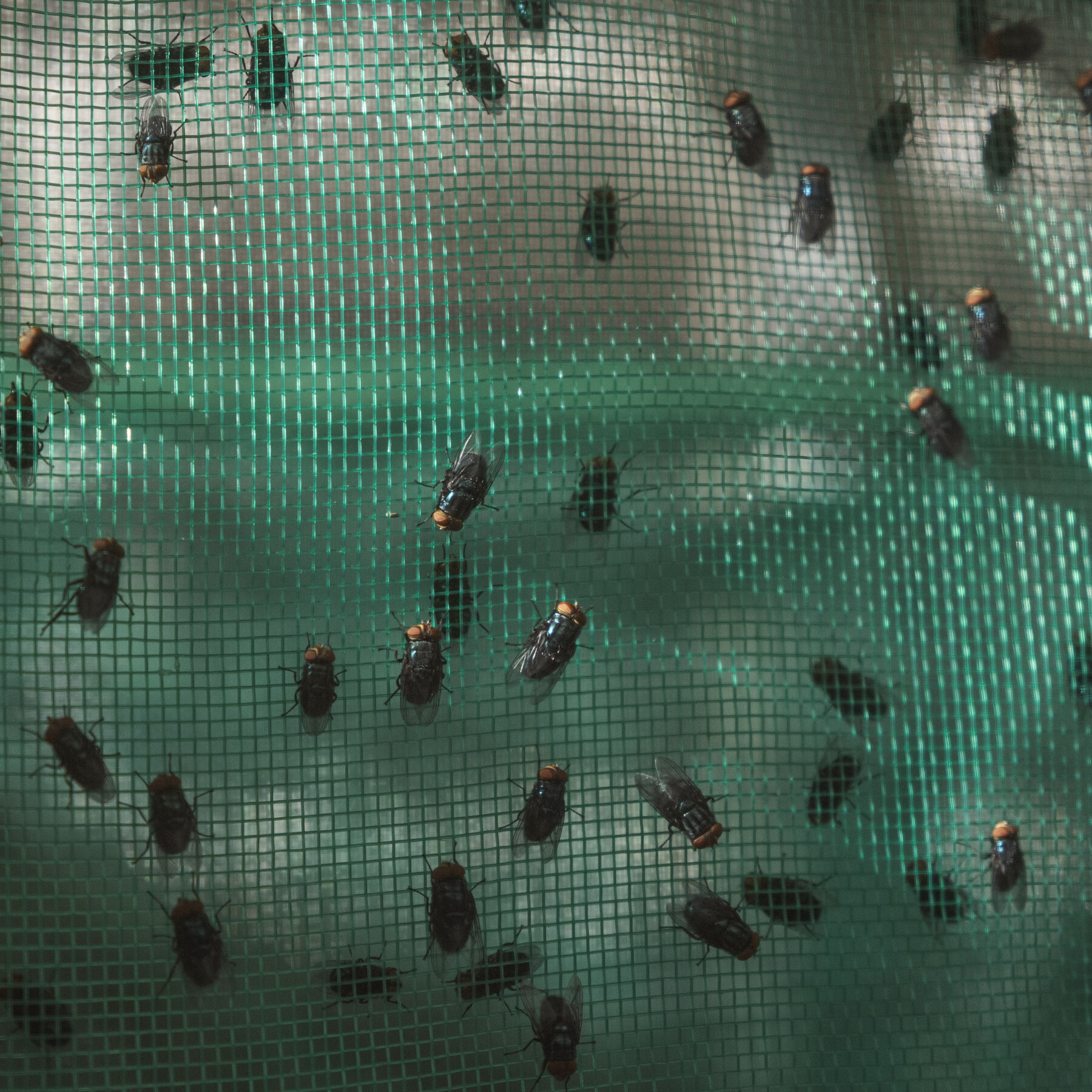 You are currently viewing Inside the Fight Against a Flesh-Eating Fly in Mexico
