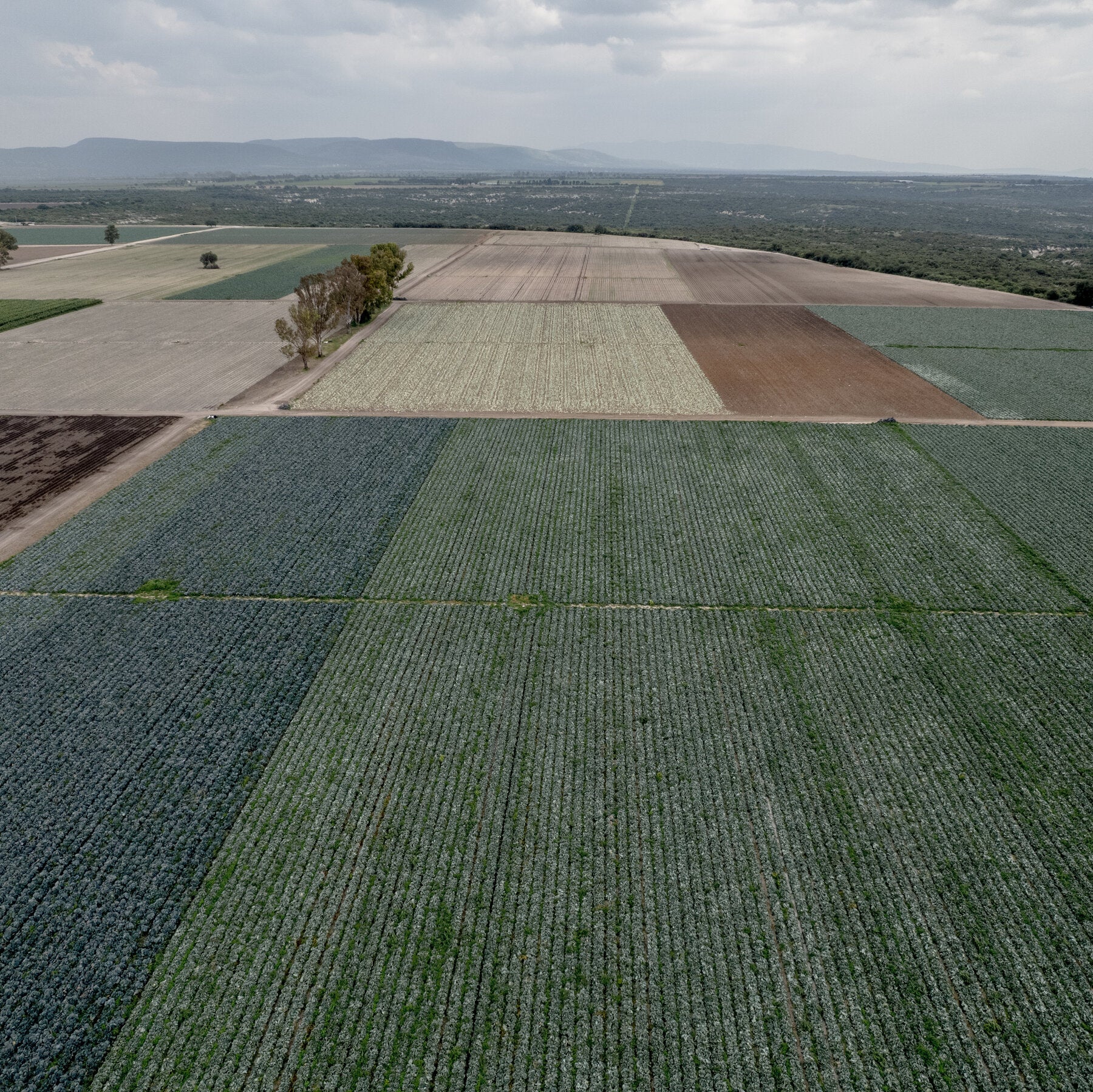Read more about the article F.D.A. Found Cyclospora During Taylor Farms Inspection in Mexico
