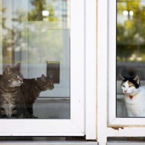 Read more about the article ‘Cats Love Gravy’: How a Reporter Ended Up at a Pet Food Research Center