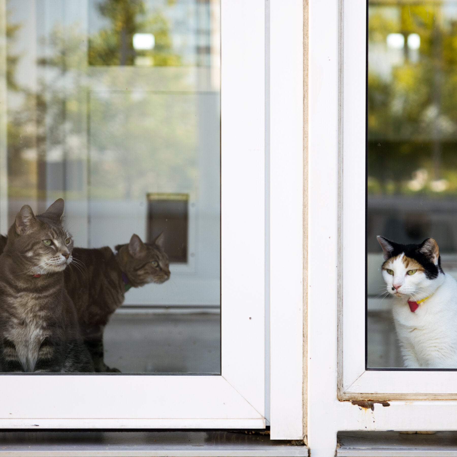 You are currently viewing ‘Cats Love Gravy’: How a Reporter Ended Up at a Pet Food Research Center