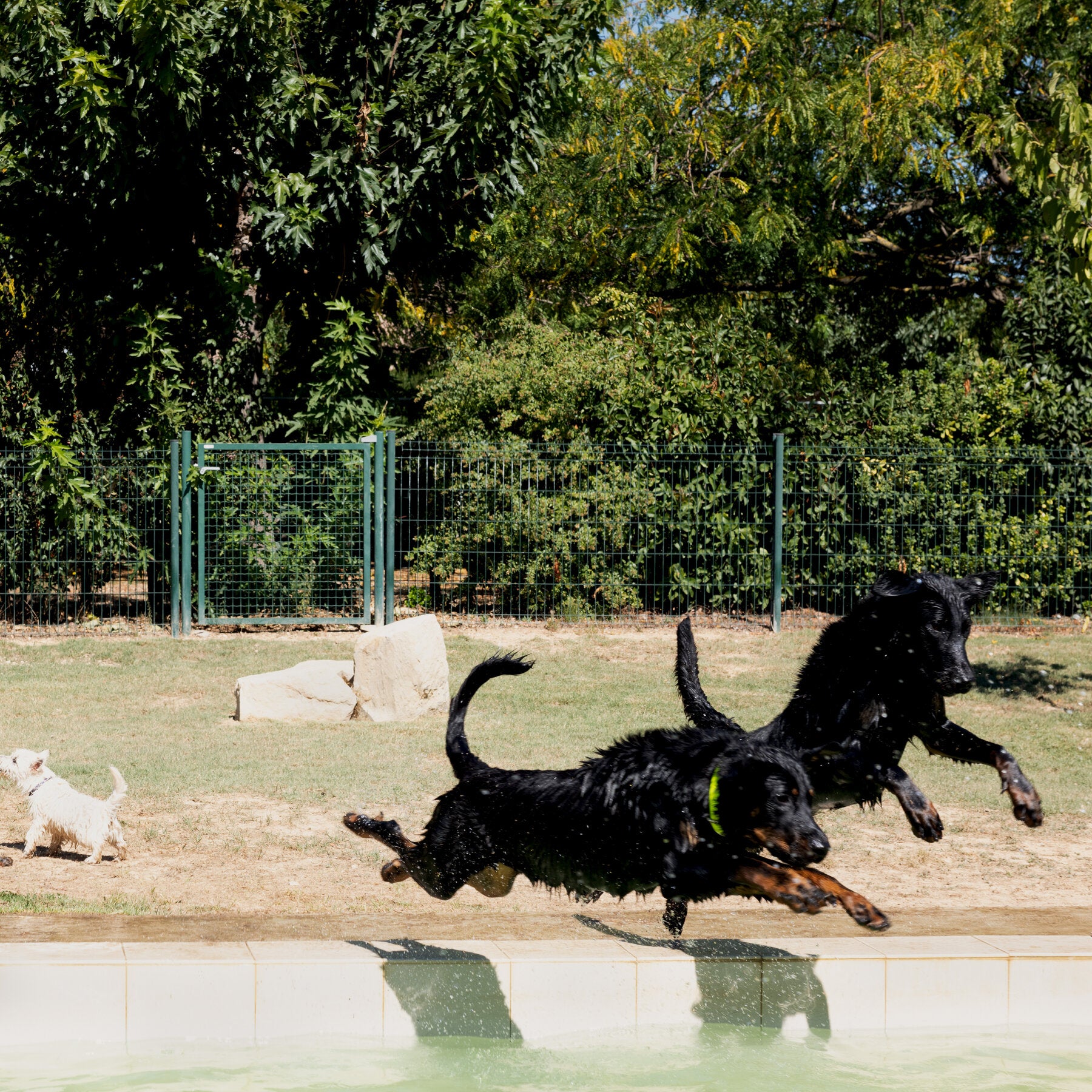 Read more about the article These Taste Testers Have Four Legs and Picky Palates